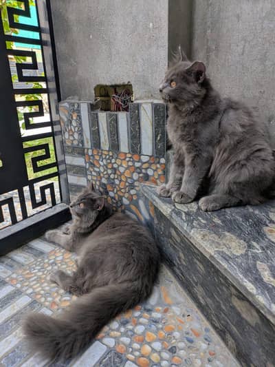 Fluffy Grey Cats for Sale