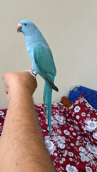 blue semi tamme talking patha