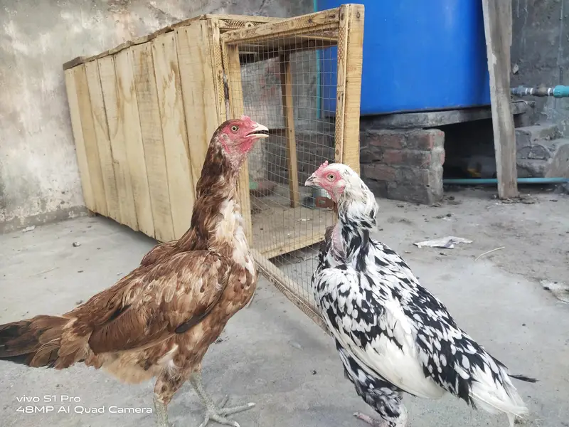 2 aseel kurk females — photo 2