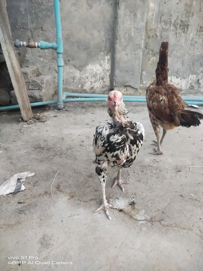 2 aseel kurk females — photo 3