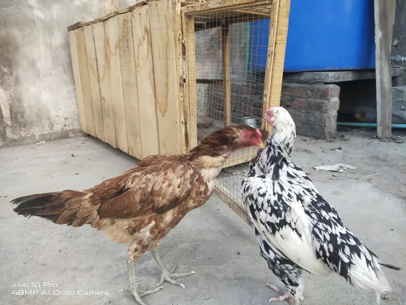 2 aseel kurk females — photo 4