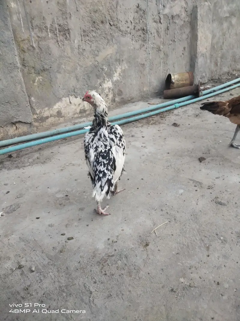 2 aseel kurk females — photo 5
