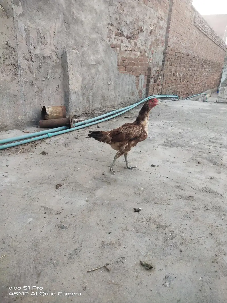 2 aseel kurk females — photo 6