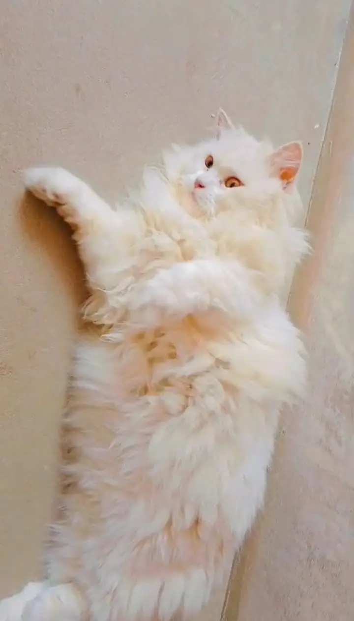 Persian female breeder cat 03361869866 — photo 3