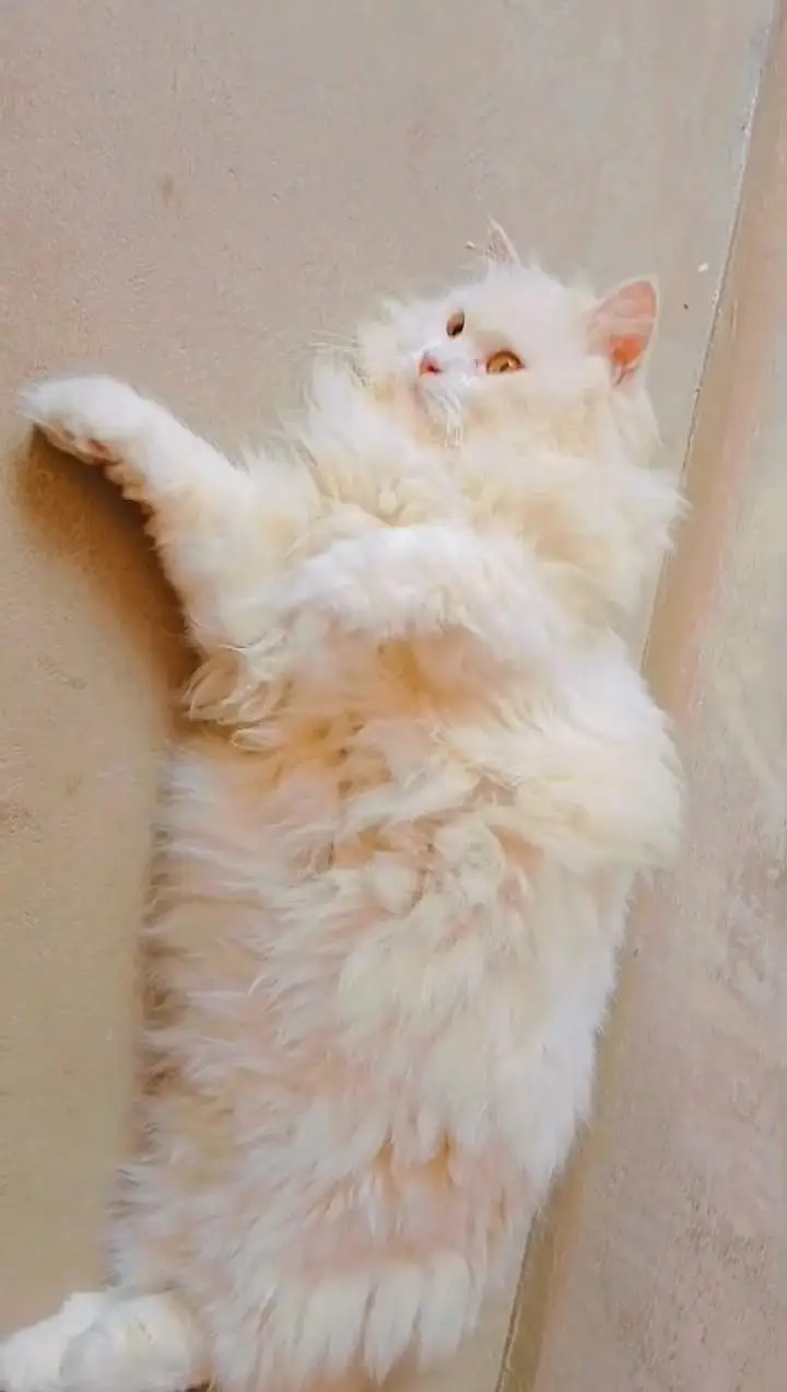 Persian female breeder cat 03361869866 — photo 4