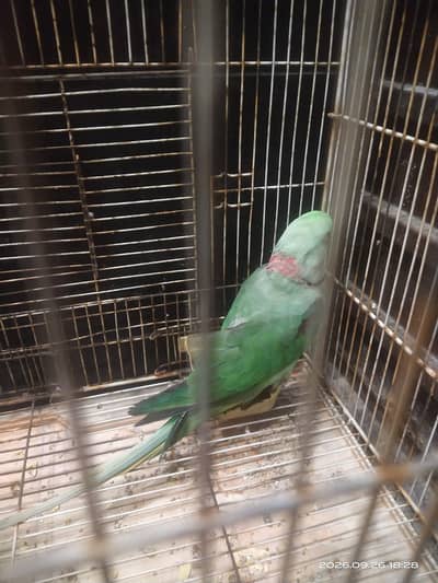 Raw parrot