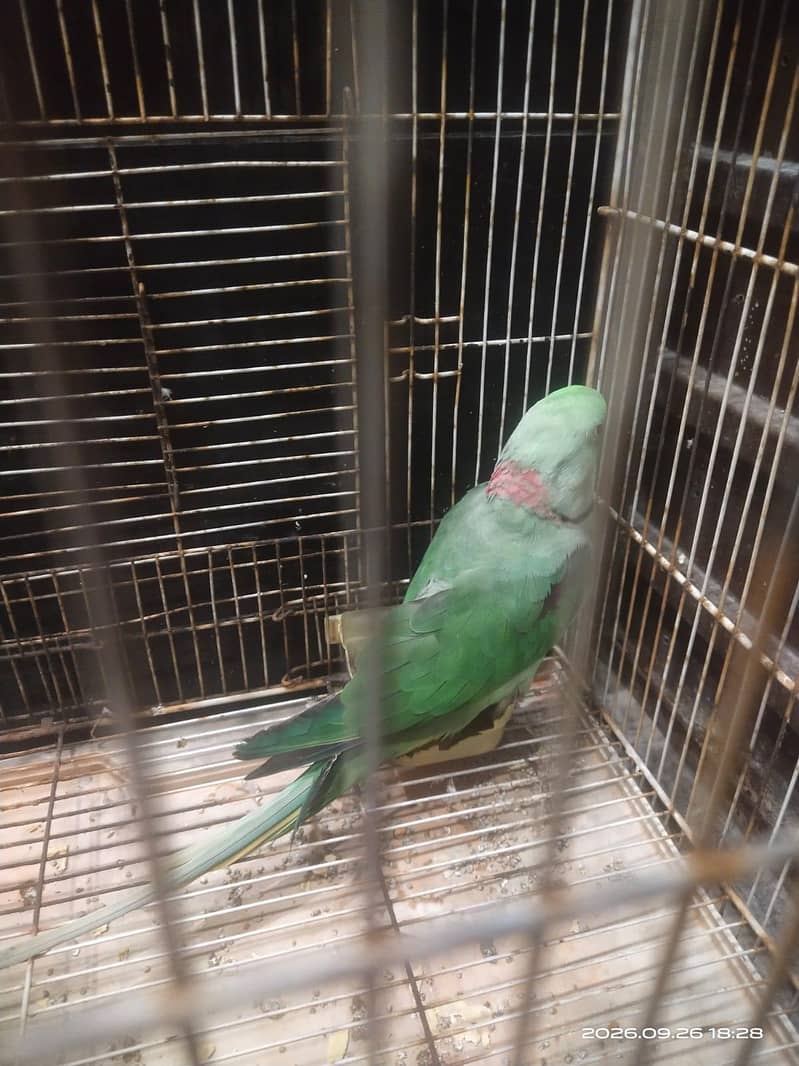 Raw parrot 0