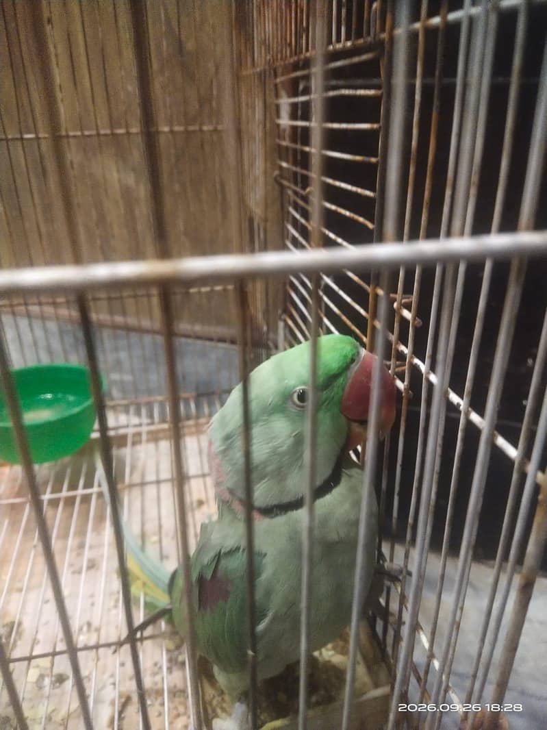 Raw parrot 1