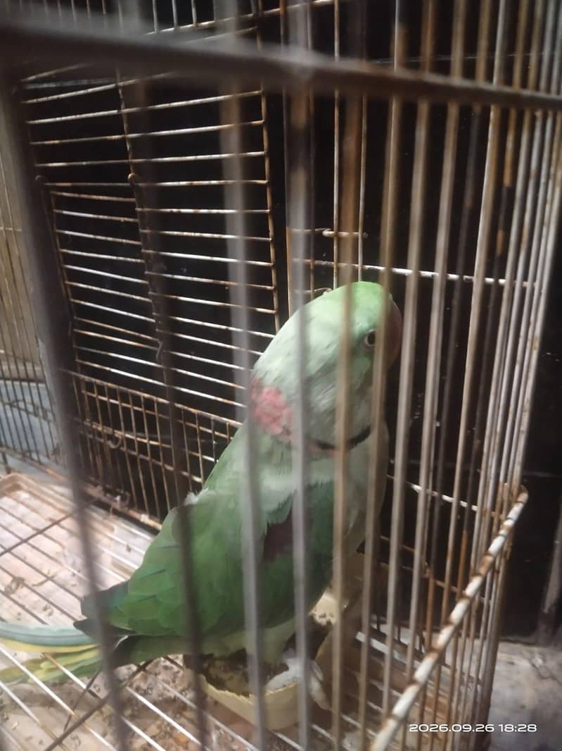 Raw parrot 2