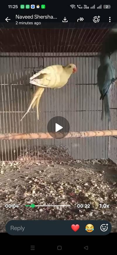 yellow blue green and conures available