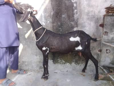 krass ho gi ha 12 saw  Lani ha to is pa Whatsapp messages 03274584705