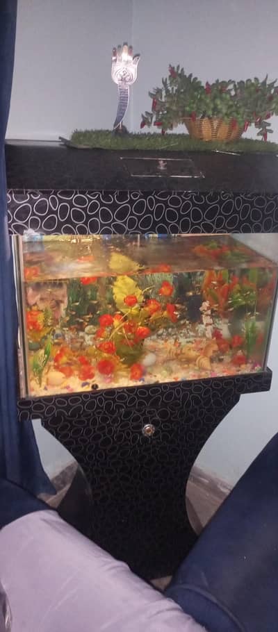 fish and aquarium for sale