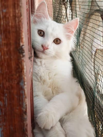 2 ( pair ) KITTENS AVAILABLE FOR SALE  MALE AND FEMALE
