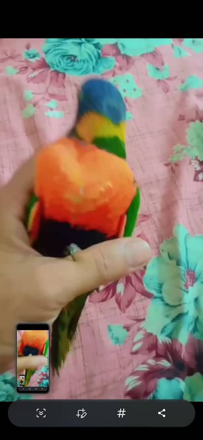Rainbow Lorry tamed & talking