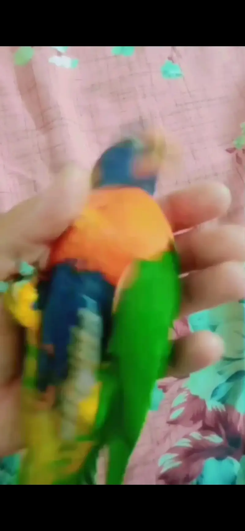 Rainbow Lorry tamed & talking — photo 2