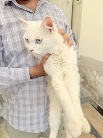 Double Coat Persian Male Cat Fully Taimed