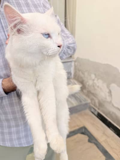 Double Coat Russian Male Cat Fully Taimed