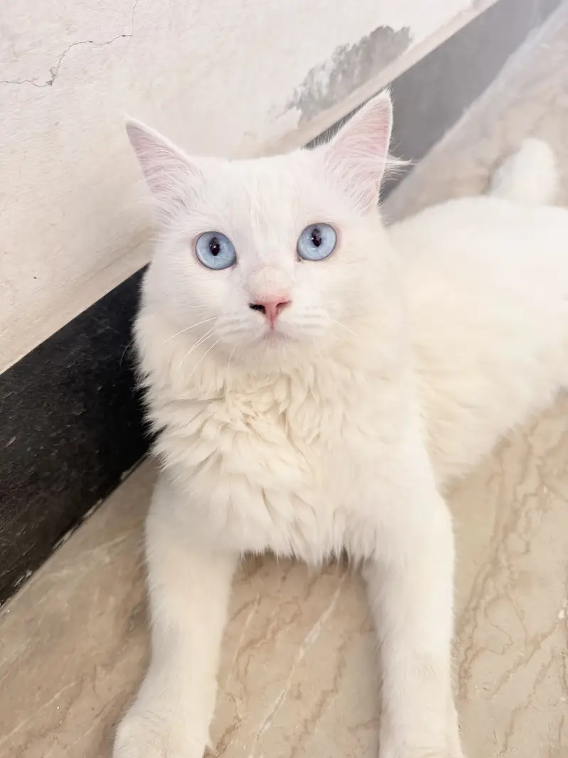 Double Coat Persian Male Cat Fully Taimed — photo 3