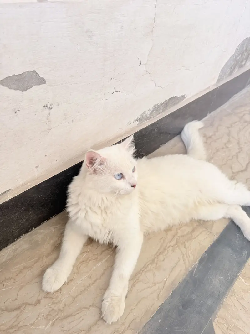 Double Coat Persian Male Cat Fully Taimed — photo 4