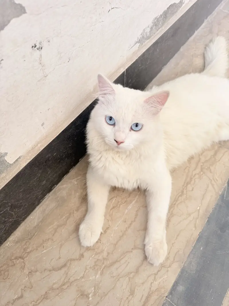 Double Coat Persian Male Cat Fully Taimed — photo 5