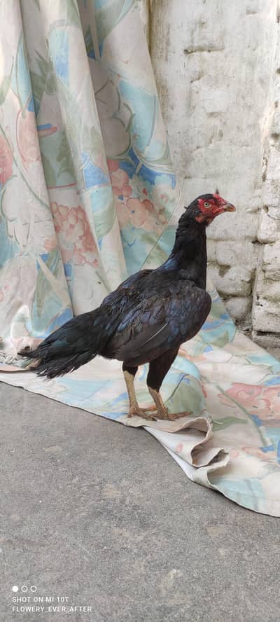2 mushki madiya for sale