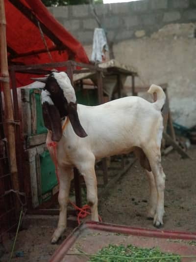 Kheera bacha / Breeder Quality / Male / Qurbani 2027