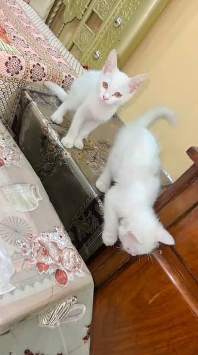 White Persian pair with litter-2 months,Shahdara Lahore