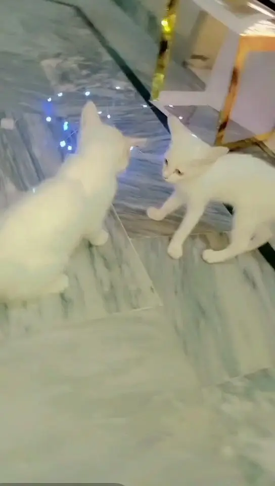 White Persian pair with litter-2 months,Shahdara Lahore — photo 6