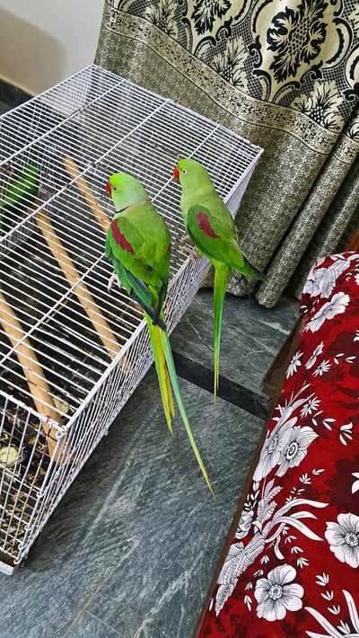tamme male with semmi tame female