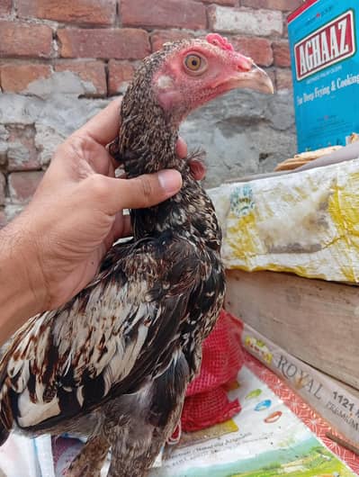 aseel female and male