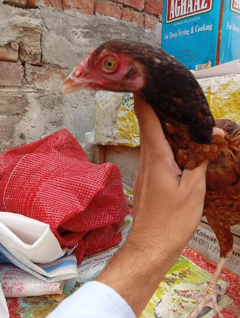 aseel female and male — photo 2