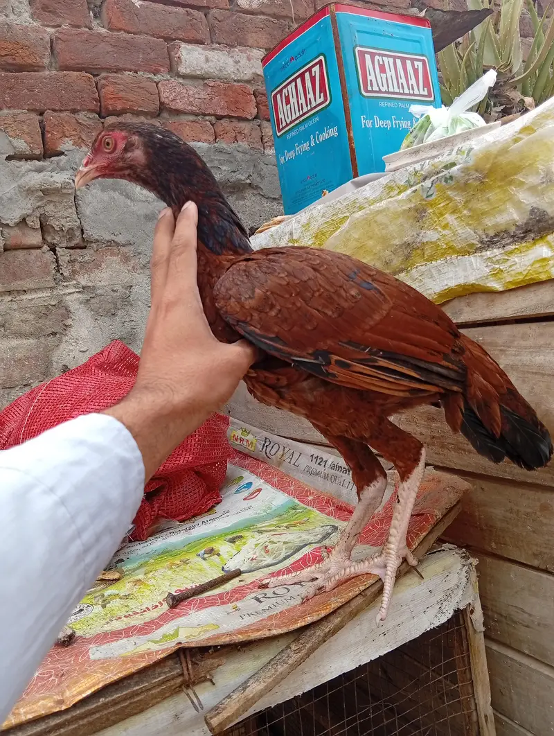 aseel female and male — photo 3