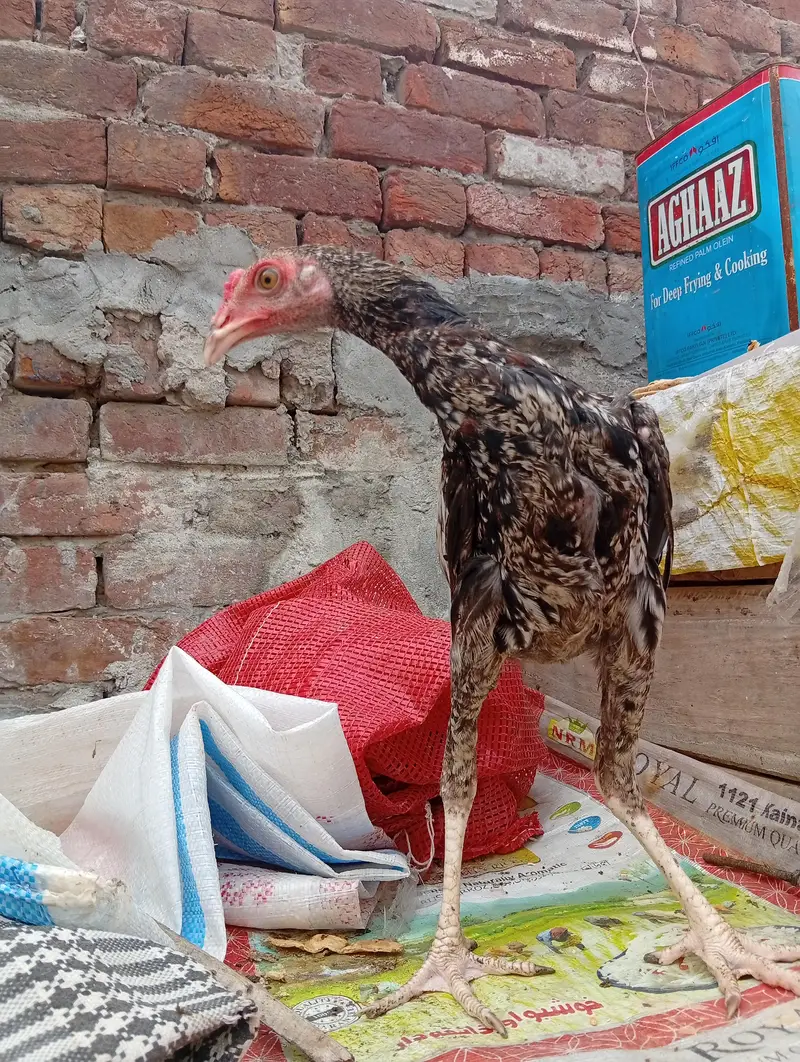 aseel female and male — photo 4