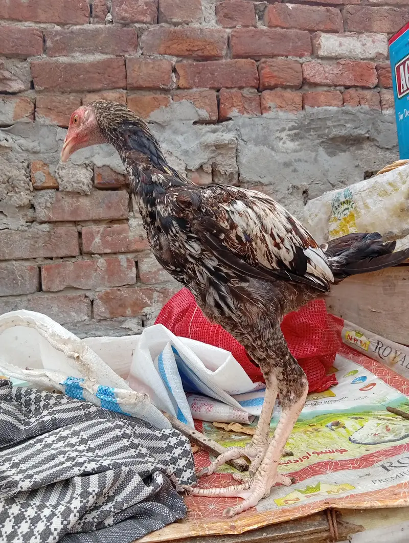 aseel female and male — photo 5