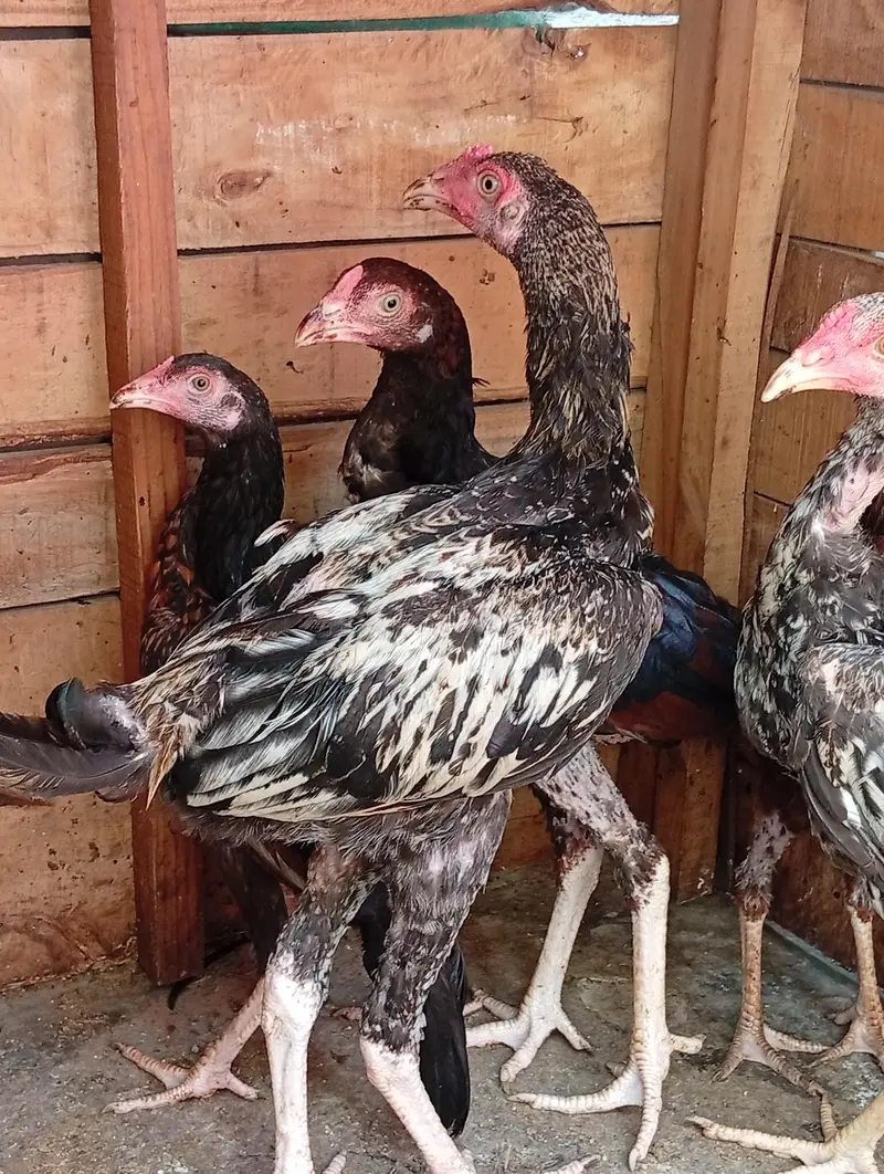 aseel female and male — photo 6