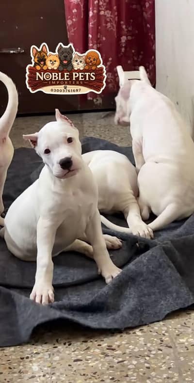 Doggo Argentino}{Pedigree}{Puppies} And All Type of {Imported} breeds