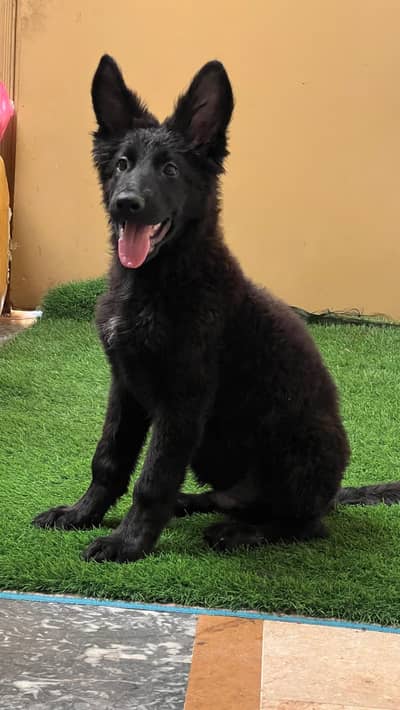 Black GSD}{Pedigree}{Imp}{Puppies} And All Type of {Imported} breeds