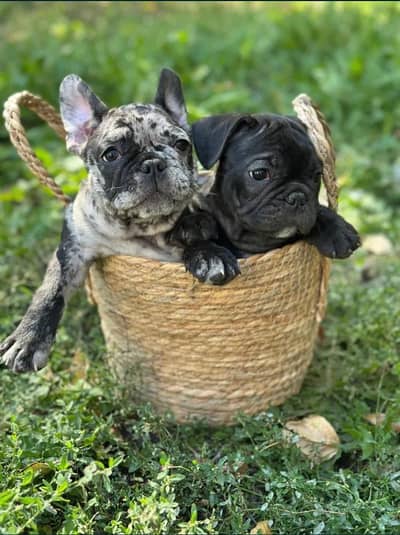 French bulldog }{Pedigree}{Puppies} And All Type of {Imported} breeds