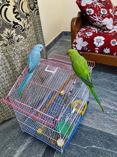 green captive female with 1 year old semmi tame talking blue patha