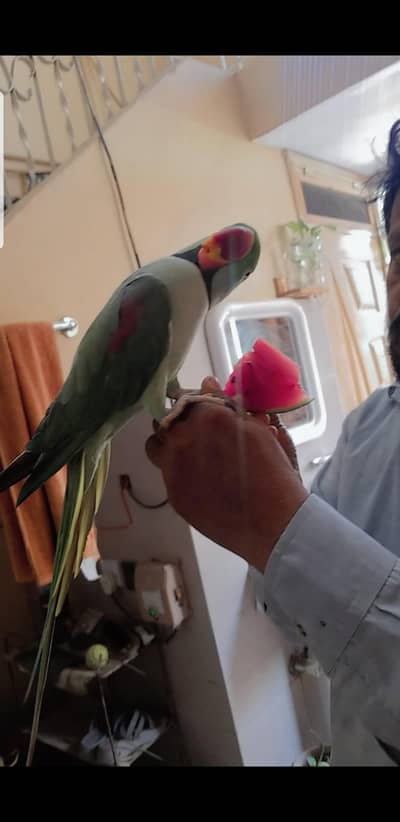 pahariparrot