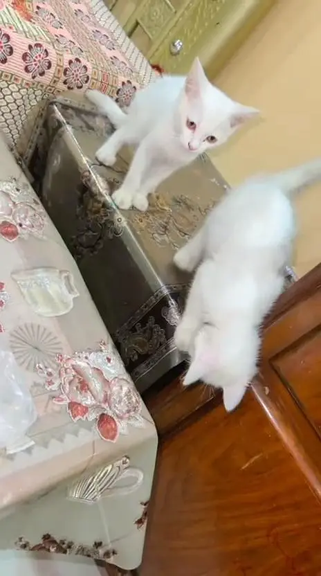 White Persian pair with litter-2 months,Shahdara Lahore — photo 7