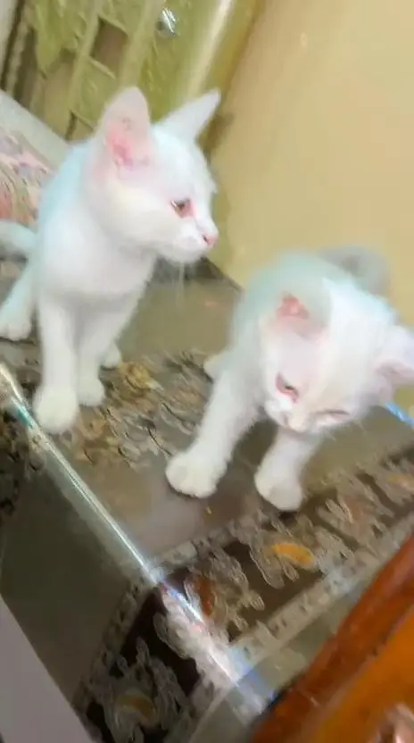White Persian pair with litter-2 months,Shahdara Lahore — photo 8