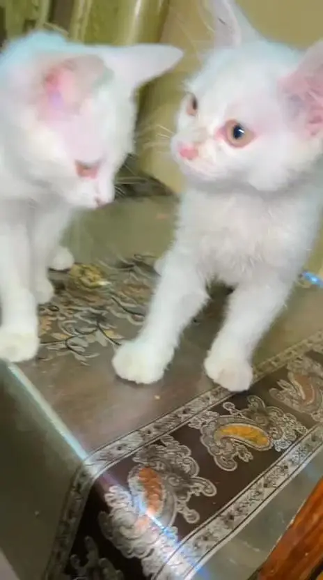 White Persian pair with litter-2 months,Shahdara Lahore — photo 9