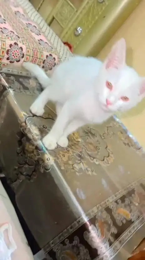 White Persian pair with litter-2 months,Shahdara Lahore — photo 10