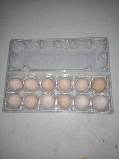DESI FRESH FERTAIL EGGS