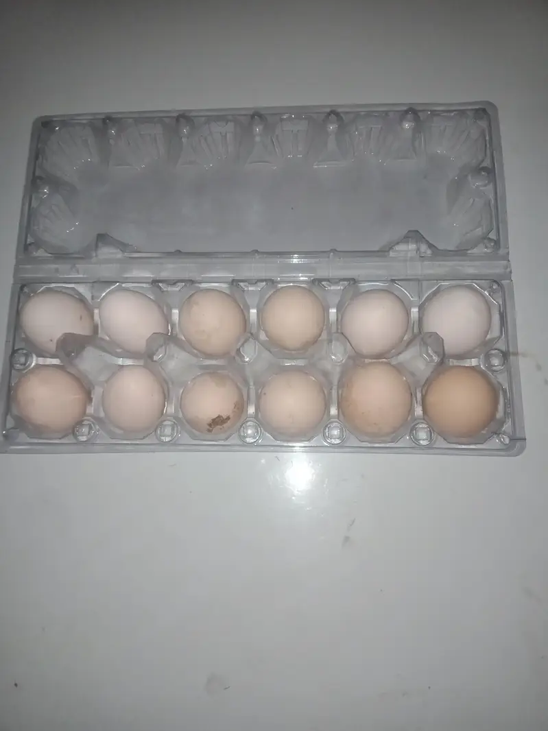 DESI FRESH FERTAIL EGGS — photo 2