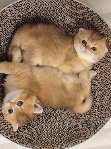 IMPORTED BRITISH SHORTHAIRS / SCOTISH FOLD / MAIN COONS CATS AVAILABLE