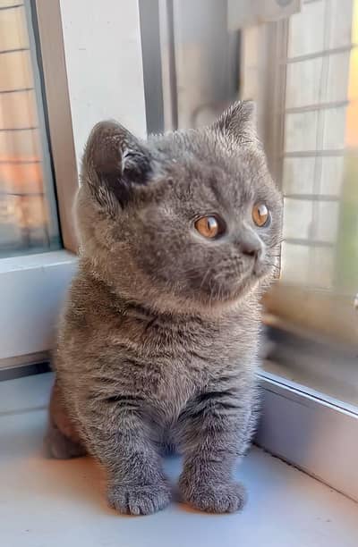 IMPORTED BRITISH SHORTHAIRS / SCOTISH FOLD / MAIN COONS CATS AVAILABLE