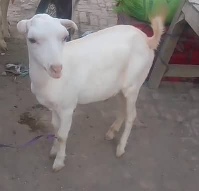 Tedda Munda cudo