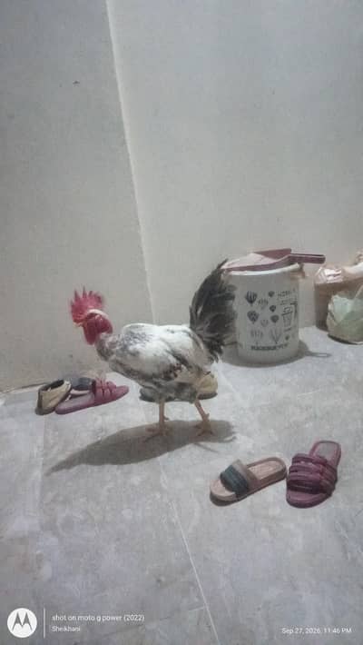 Raja Chicken